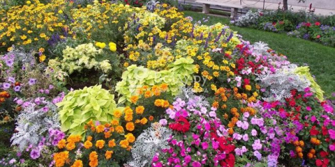 Květinový záhon letniček - jak udělat krásnou květinovou zahradu pro letní sídlo